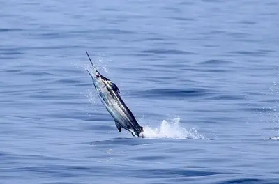 Pesca d'altura a Big Island: 8 ore alla ricerca del marlin