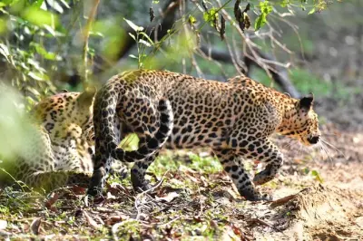Leoparden beobachten bei Wilpattu, Start in Anuradhapura am Morgen