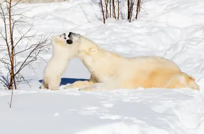 Tour privato allo zoo di Ranua da Rovaniemi: 200 animali artici