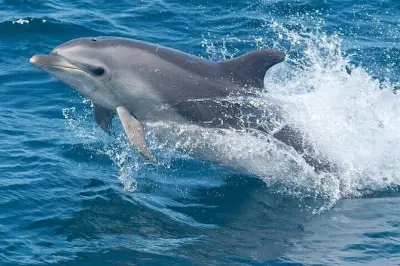Tour di avvistamento delfini a South Padre Island: 90 minuti