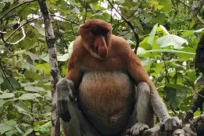 Bako National Park tour: Proboscis monkeys & wildlife