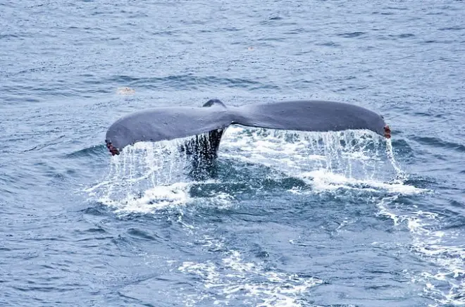 Walbeobachtung ab Hoonah: Kleine Charterboot-Tour
