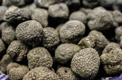 Caça privada de trufas no Chianti: Manhã de busca e almoço toscano