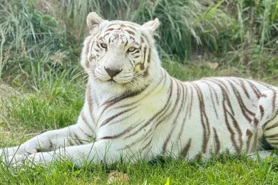 National Tiger Sanctuary tour: Big cats and rescue stories