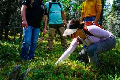 Découvrez denali autrement avec une randonnée hors sentier de 4h, dégustez des baies sauvages et écoutez les histoires captivantes de votre guide naturaliste. prise en charge à l’hôtel incluse