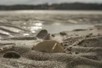 Hilton head delfintour mit erfahrenem kapitän, erkundung der verschwundenen insel bei ebbe, muscheln und seesterne entdecken. abfahrt direkt von der marina.
