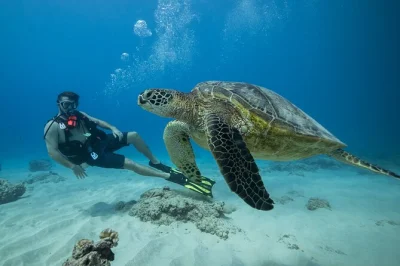 Explorez les récifs d’oahu lors d’une plongée guidée 2 bouteilles, observez tortues et raies, profitez du matériel gratuit et des encas, avec un guide local certifié padi.