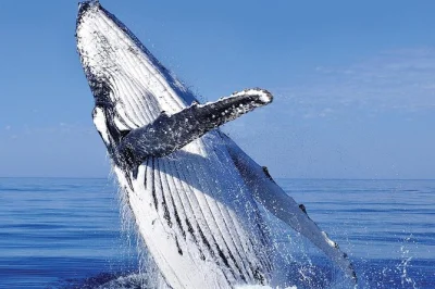 Feel the thrill of whale watching in cabo san lucas from a glass bottom boat, snap photos at the arch, enjoy tequila tasting and shopping, with hotel pickup included.