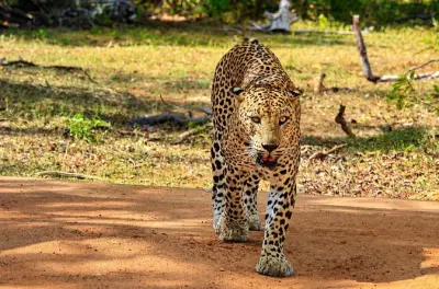 Safari serale nel parco nazionale di Yala: Leopardi e fauna dalle 14