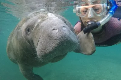 Schwimme mit wilden manatees in crystal river, begleitet von einem lokalen experten. kleine gruppe, komplette schnorchelausrüstung, beheiztes boot und optionale unterwasserfotos inklusive.