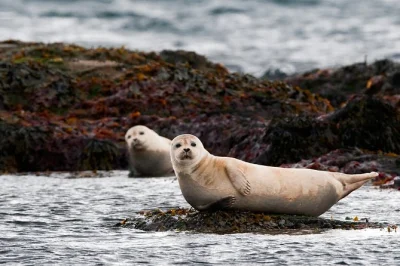 Découvrez l’esprit sauvage de snæfellsnes lors d’une excursion en petit groupe depuis reykjavik — phoques, plages noires et silhouette mythique de kirkjufell. prise en charge incluse.