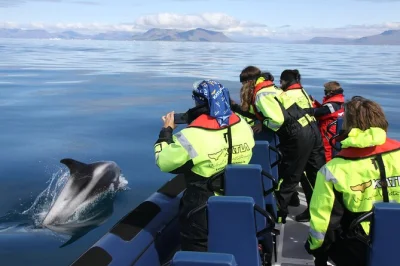 Découvrez les baleines et macareux dans la baie de faxaflói à reykjavik lors d’une sortie en speedboat avec un guide local. Équipement fourni, confort en petit groupe garanti.