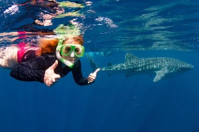 Vivi l’emozione di nuotare accanto agli squali balena nel ningaloo reef. tour di un giorno da exmouth con attrezzatura da snorkeling, pranzo, pick-up in hotel e guide locali incluse.