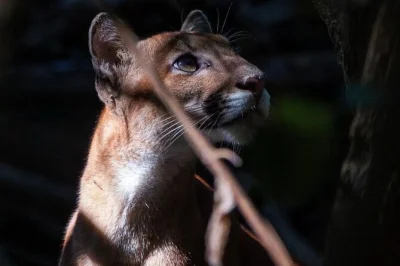 Wake up in corcovado’s wild rainforest, spot monkeys at sirena, hike ancient san pedrillo trails, and sleep in a jungle shelter—includes meals and drake pickup.