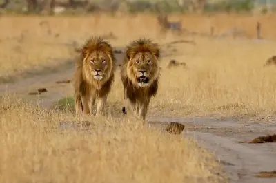 5 Tage Victoriafälle Safari: Simbabwe, Sambia & Botswana