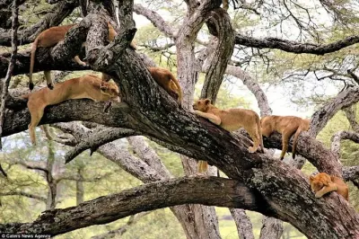 Lions grimpeurs d’arbres au parc national du lac Manyara depuis Arusha