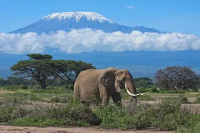 Safari ab Nairobi: 7 Tage Big Five, Maasai Mara & Kilimanjaro erleben