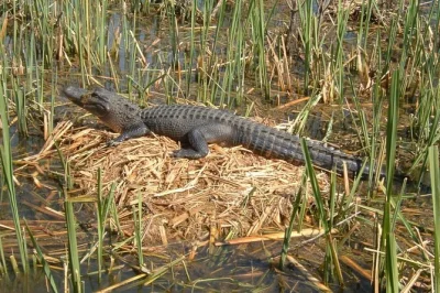 Scopri la honey island swamp in louisiana con un tour in barca guidato da new orleans, con pickup in hotel, narrazione esperta e incontri ravvicinati con la fauna locale.