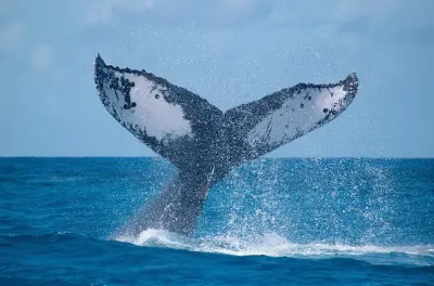 Grand Turk Walbeobachtung: Begegnungen mit Buckelwalen