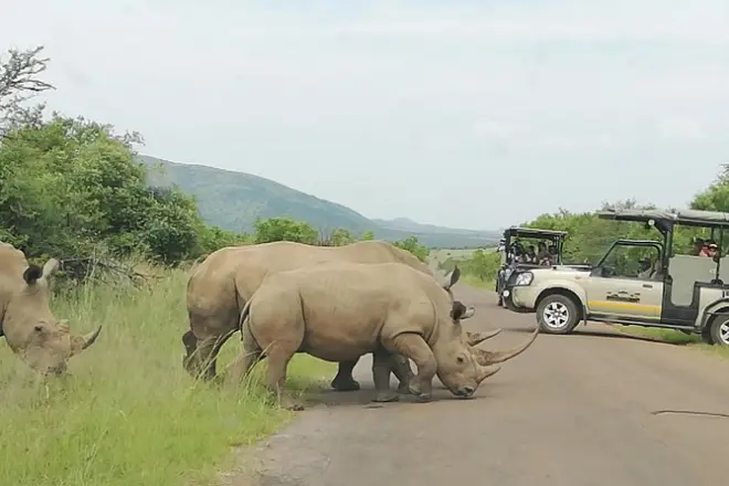 Private Safari im Kruger ab Pretoria: Big-Five-Pirschfahrt