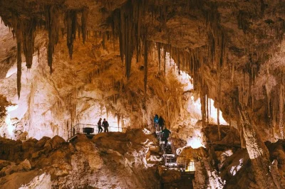 Scopri mammoth cave a margaret river con un tour audio autoguidato, ammira fossili di megafauna antica e passeggia nella foresta di karri. accessibile in sedia a rotelle e facile da prenotare.