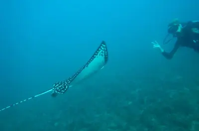 Scuba Diving in Tamarindo: No Certification Required