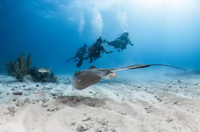 Siente la brisa marina en key largo con una inmersión de 2 tanques, explora arrecifes vibrantes a tu ritmo y relájate entre inmersiones con un equipo cercano. incluye snacks y todo el equipo de buce