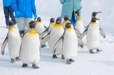 Asahiyama Zoo: Auto privata, stagno blu e cascate Shirahige