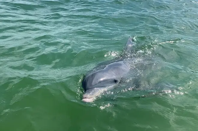 Private dolphin tour Mexico: San Carlos Bay and Sanibel Island