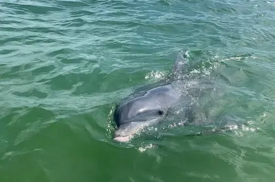Private dolphin tour Mexico: San Carlos Bay and Sanibel Island