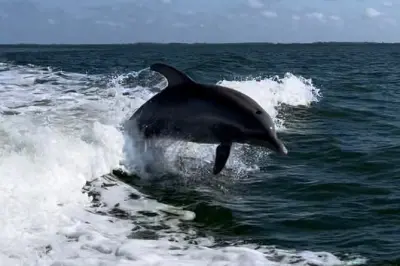 Private Dolphin Boat Tour Fort Myers: Sunset Viewing with Captain