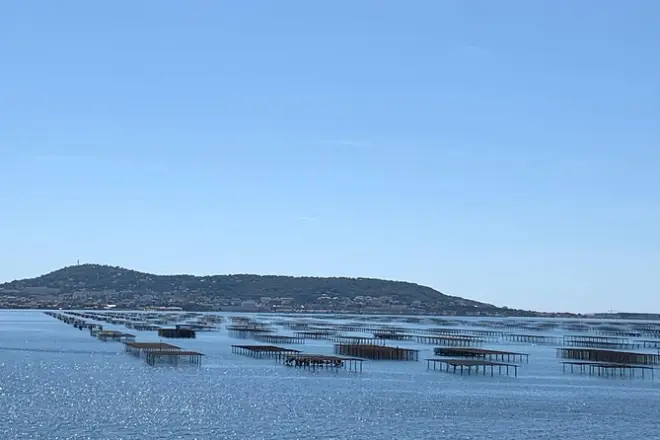 Sète: Degustazione di ostriche e vino con guida locale