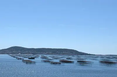 Sète oyster farm & wine tasting tour with local guide