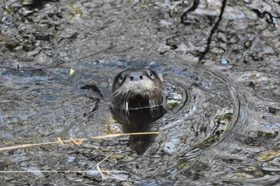 Erlebe die stille wildnis des loxahatchee river in florida bei einer geführten kajaktour – paddle unter mächtigen zypressen, entdecke heimische tiere und lausche den geschichten deines lokalen gui