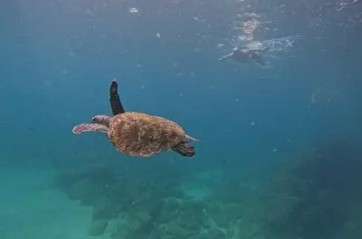 Snorkeling privato a Fujairah con tartarughe in intimità familiare