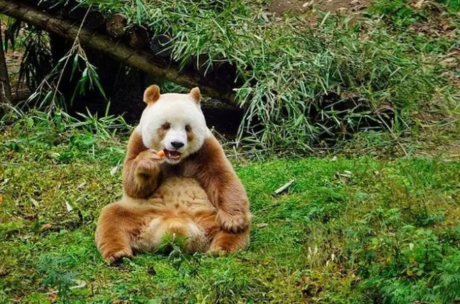 Xi'an panda et visites incontournables de la ville en journée privée