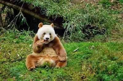 Tour privado em Xi'an: Panda marrom e pontos turísticos