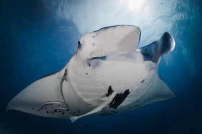 Swim with manta rays and eagle rays on a small-group certified dive tour in bora bora. includes hotel pickup, 2 dives with guide, and free nitrox for certified divers.