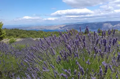 Lavande de Hvar : Randonnée, herbes et villages authentiques