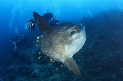 Buceo certificado 3 días en Nusa Lembongan con mantarrayas en 7 sitios