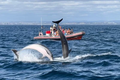 Albufeira, golfinhos, gruta de benagil e costa selvagem do algarve. passeio de barco com guia local e comentários ao vivo.