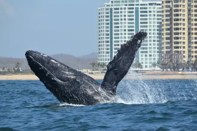 Baleines à bosse à Mazatlán : Sortie en bateau avec MUNBA