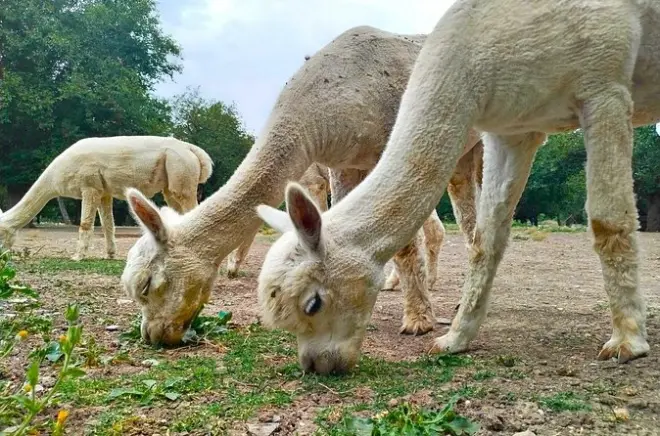 Shamakhi alpaca farm and wine tour from Baku: A full day