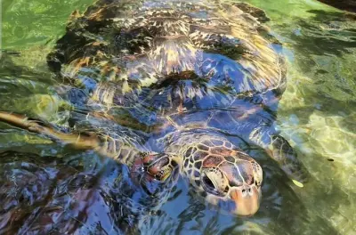 Kayak en Zanzibar: Tortugas marinas, Nungwi y playa Kendwa