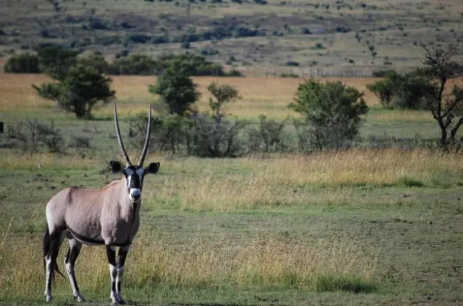 Safari à pied et en véhicule dans le parc national d'Arusha privé