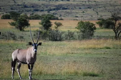 Safari a piedi e game drive nel Parco Nazionale di Arusha, privato