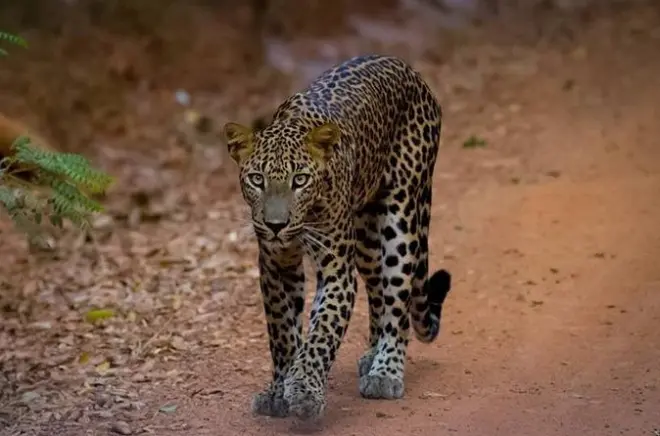 Safari léopard à Wilpattu depuis Colombo : Visite guidée de la faune