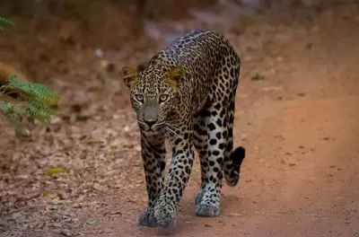 Safari léopard à Wilpattu depuis Colombo : Visite guidée de la faune