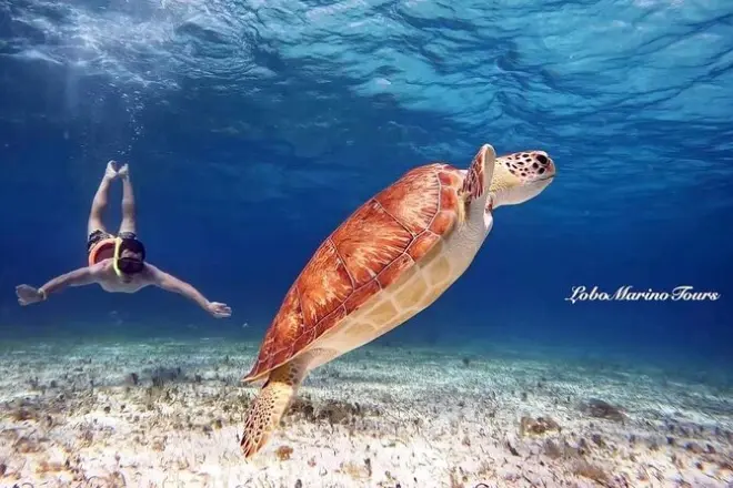 Snorkel em Cozumel: Palancar, El Cielo e santuário das estrelas-do-mar