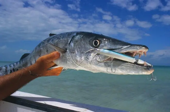 Private Key West Snorkeling: 4-hour charter for up to 6